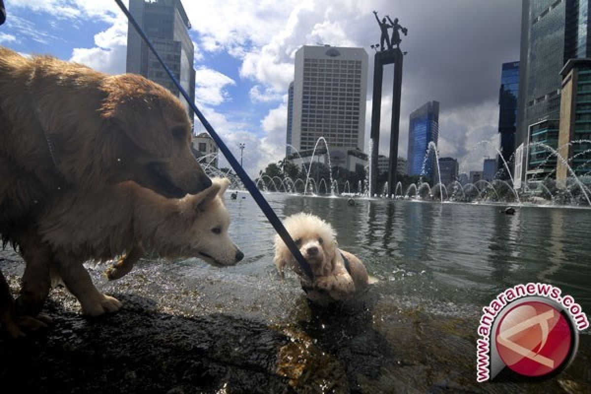 Fisikawan Pecahkan Misteri Cara Minum Kucing dan Anjing