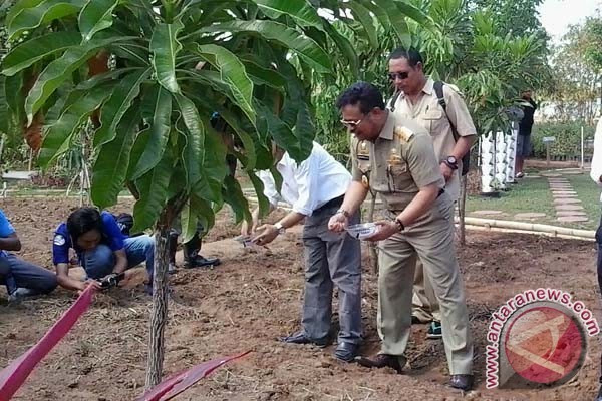 Gubernur Sulsel Panen Cabai di Taman Sombala 