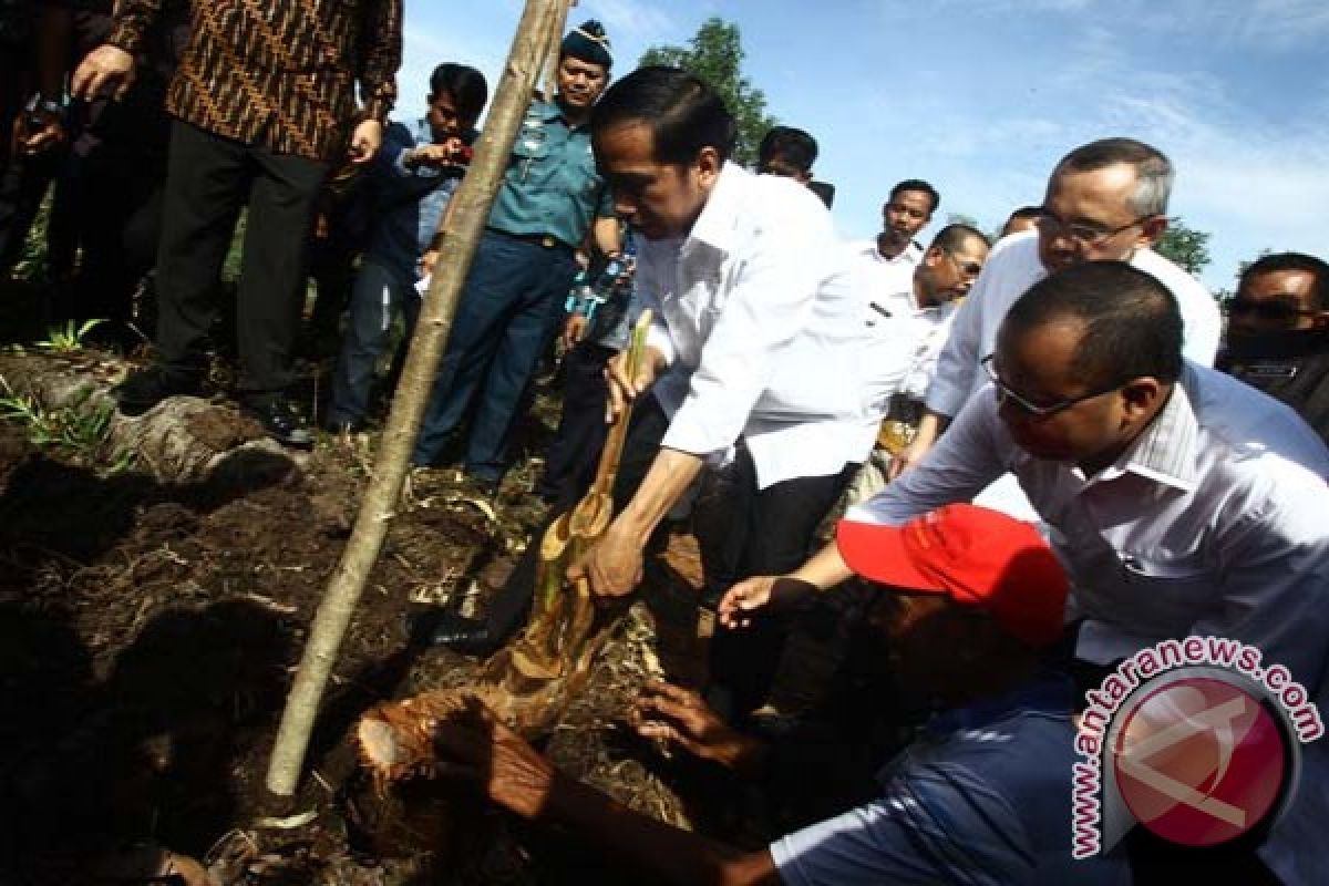 LIPI: tanaman sagu bantu restorasi lahan gambut