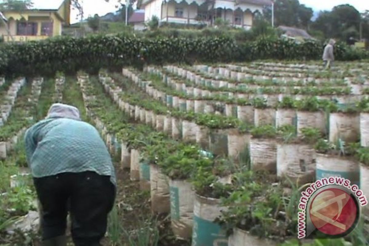 Gunung Dempo Sumsel penghasil buah strawberry