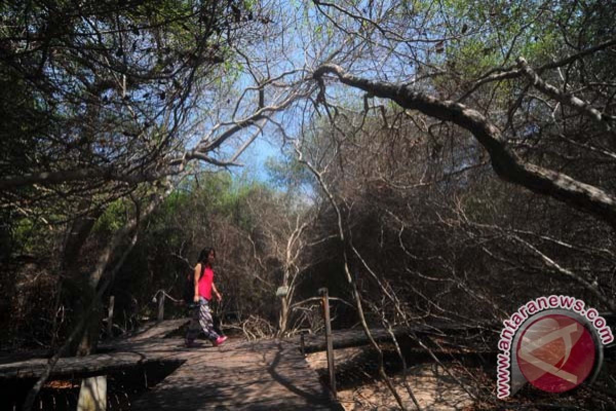 Sebentar lagi ada hutan wisata bakau di Tangerang