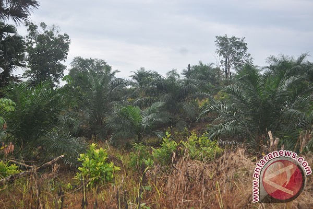 Two Plantation Companies' HGU Revoked