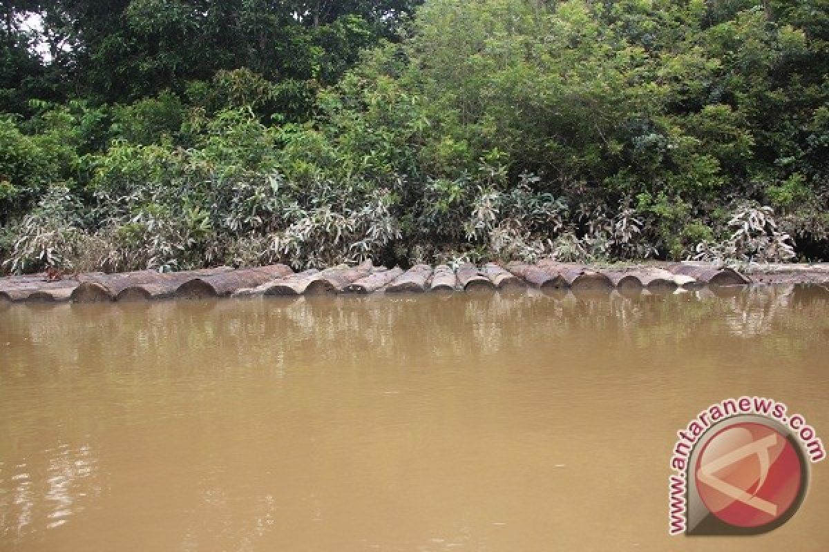 Pembalakan liar di Hutan Harapan makin marak