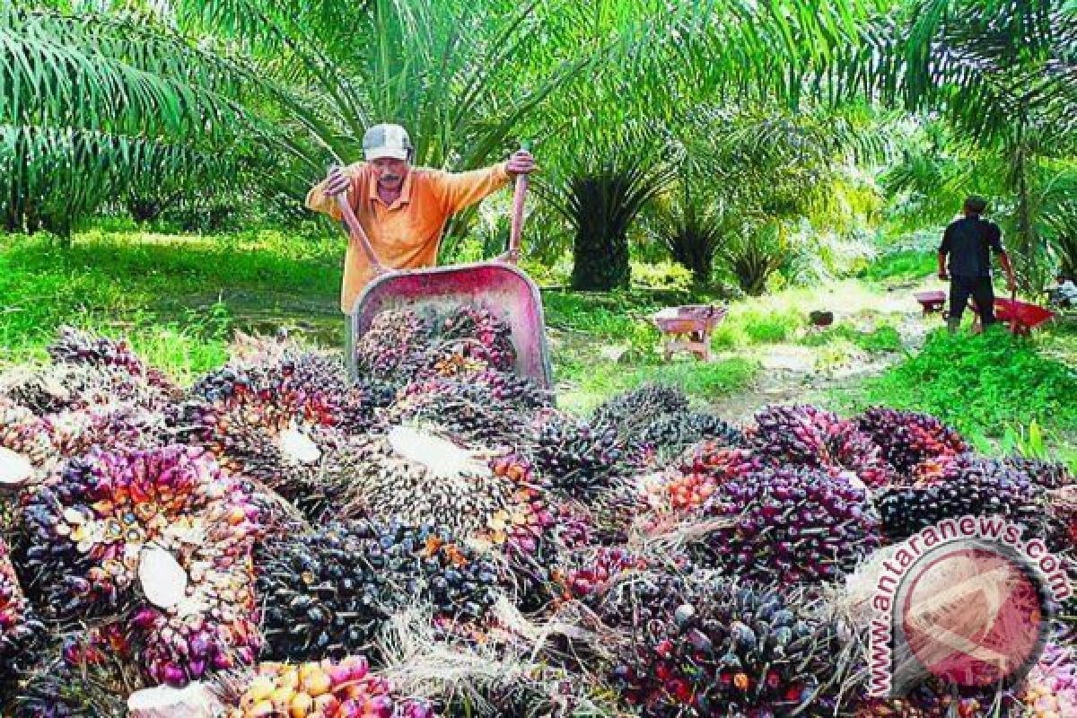 Harga Beli TBS Petani Aceh Barat Mulai Membaik