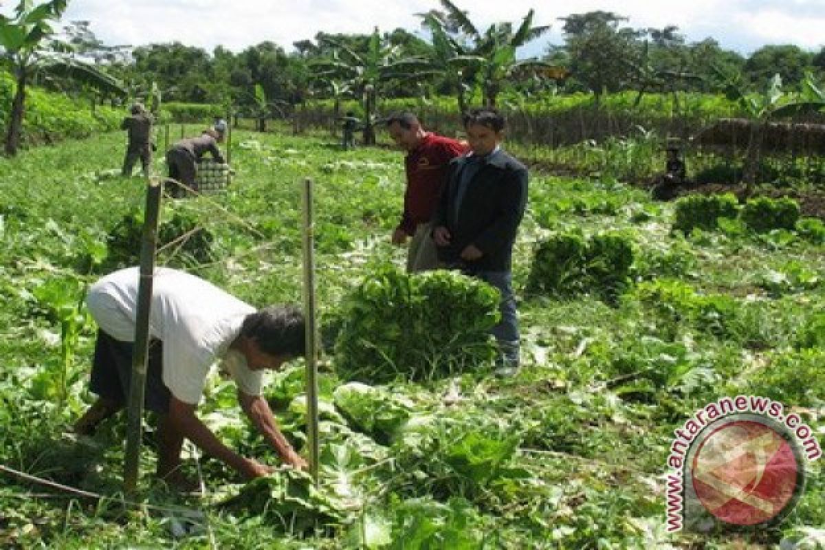 Bupati Bangka Tengah Ajak Warga Tanam Sayur