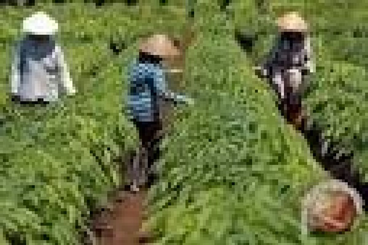Distanak Banten Terapkan PTT Dongkrak Produksi Pertanian