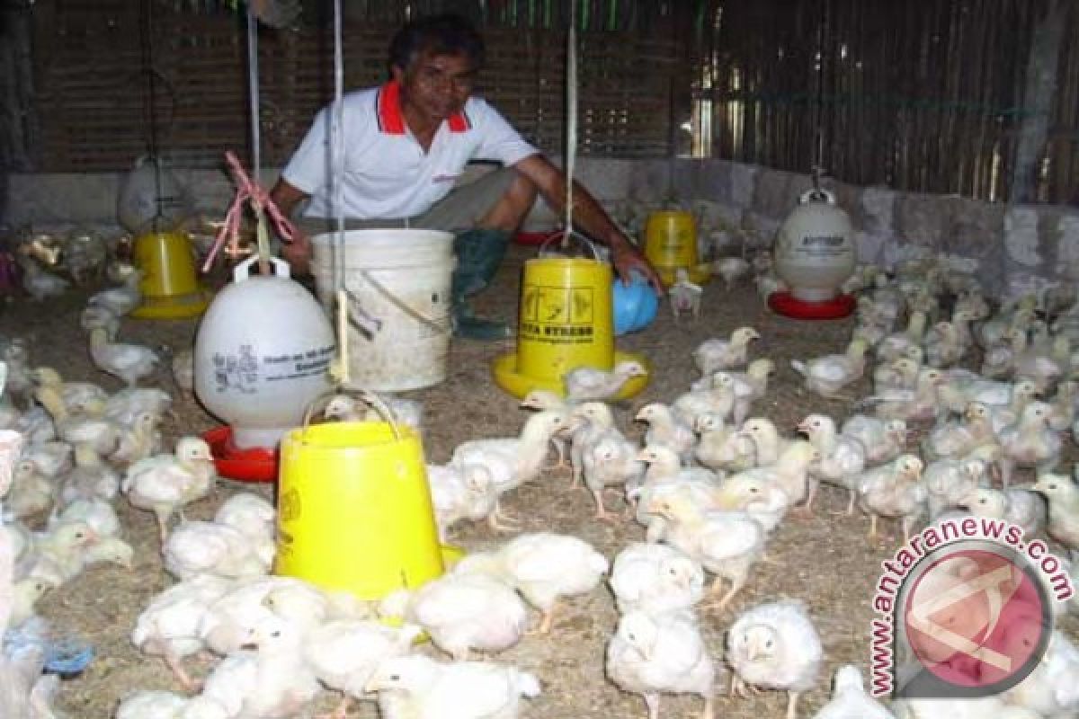 Dinas Pertanian Babel Batasi Pasokan Ayam Luar
