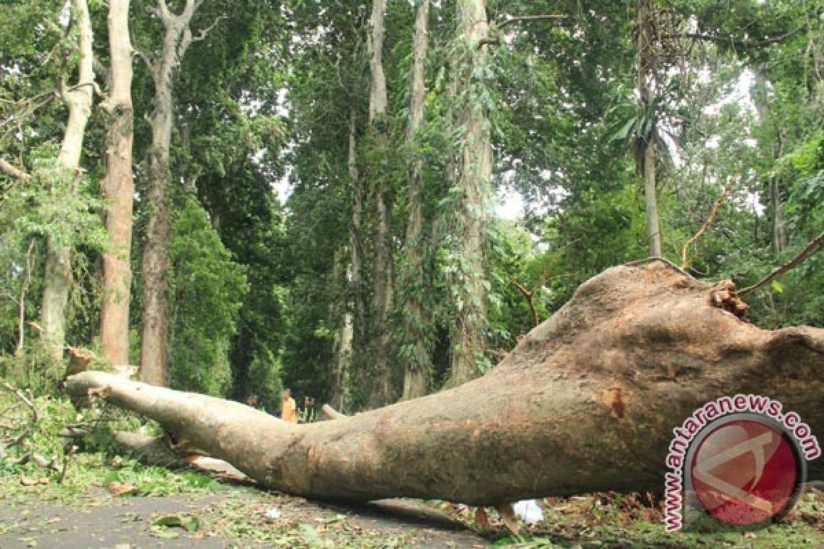 Sejumlah pohon koleksi Kebun Raya tumbang