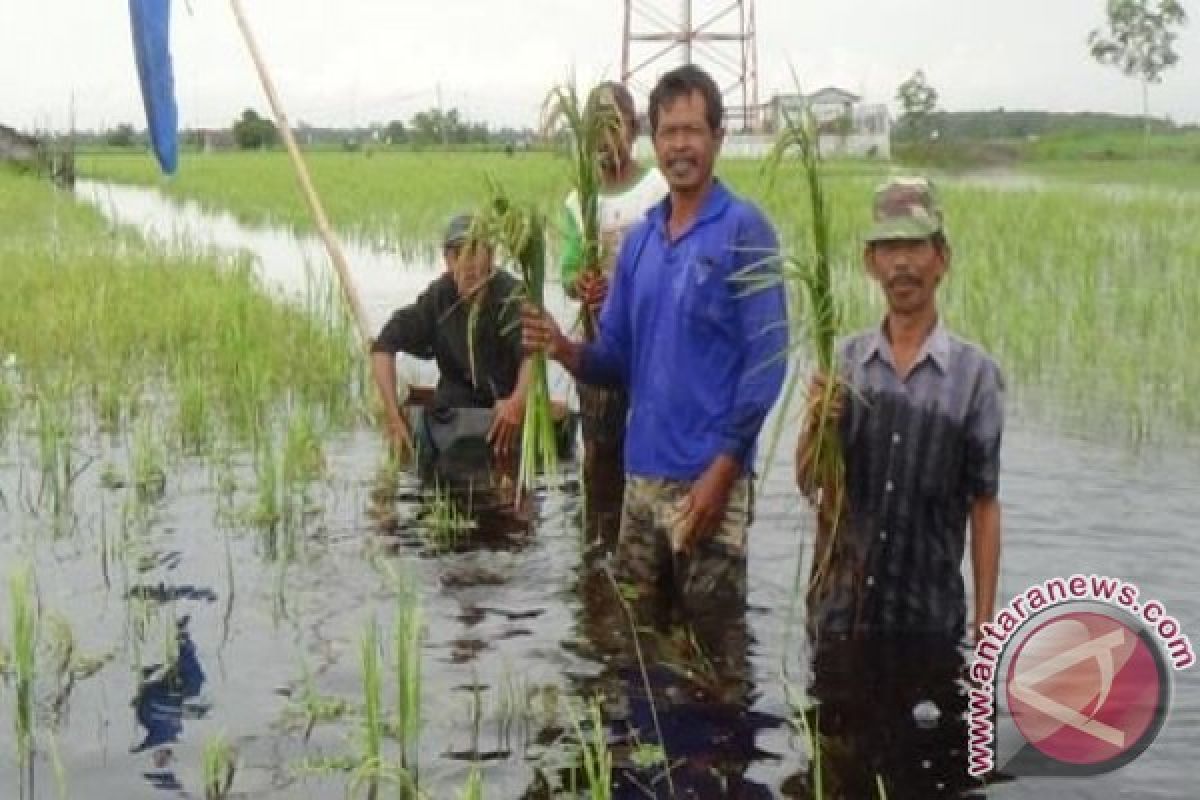 Banjir Rendam Lahan Ratusan KK Warga Transmigran