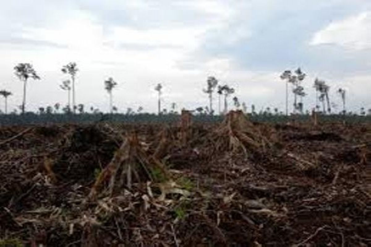 Rehabilitasi lahan kritis Biak butuh 10 tahun