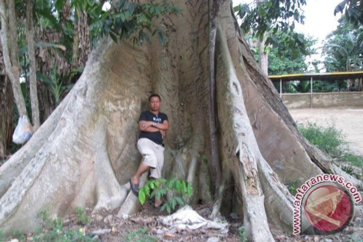 Tim Kampanye Hijau Fkh Temukan Pohon Besar