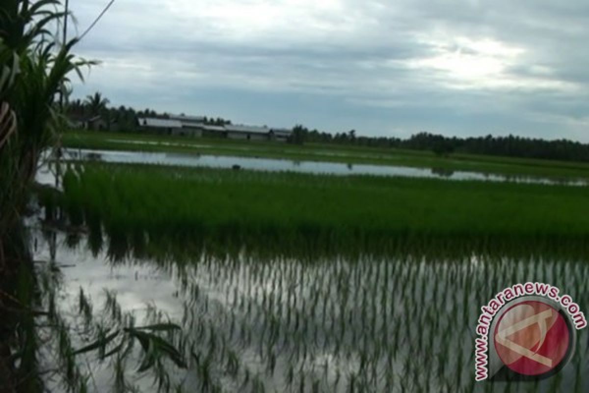 Ratusan Hektar Sawah Petani di Desa Jungkat Terancam Puso