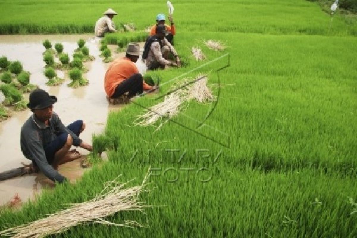 Ubah rawa jadi lahan pertanian untuk menuju lumbung pangan dunia