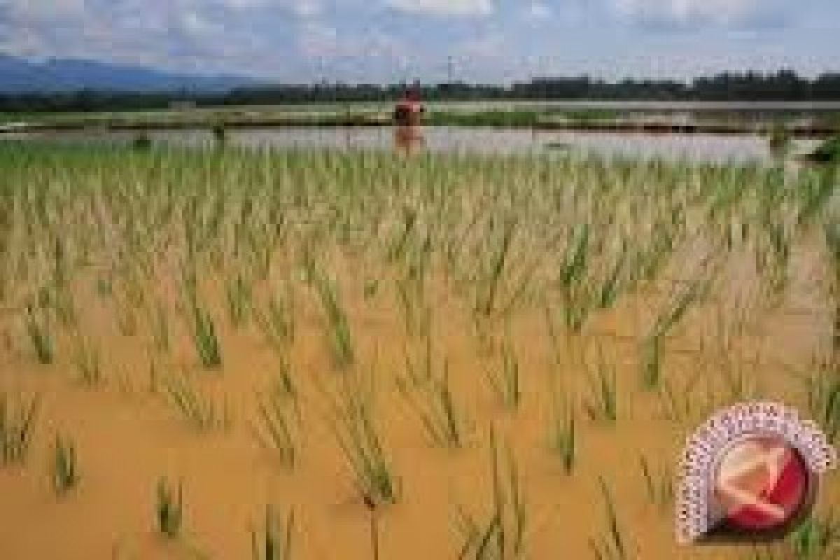 Terendam Banjir, Ratusan Hektar Padi di Rohul Gagal Panen
