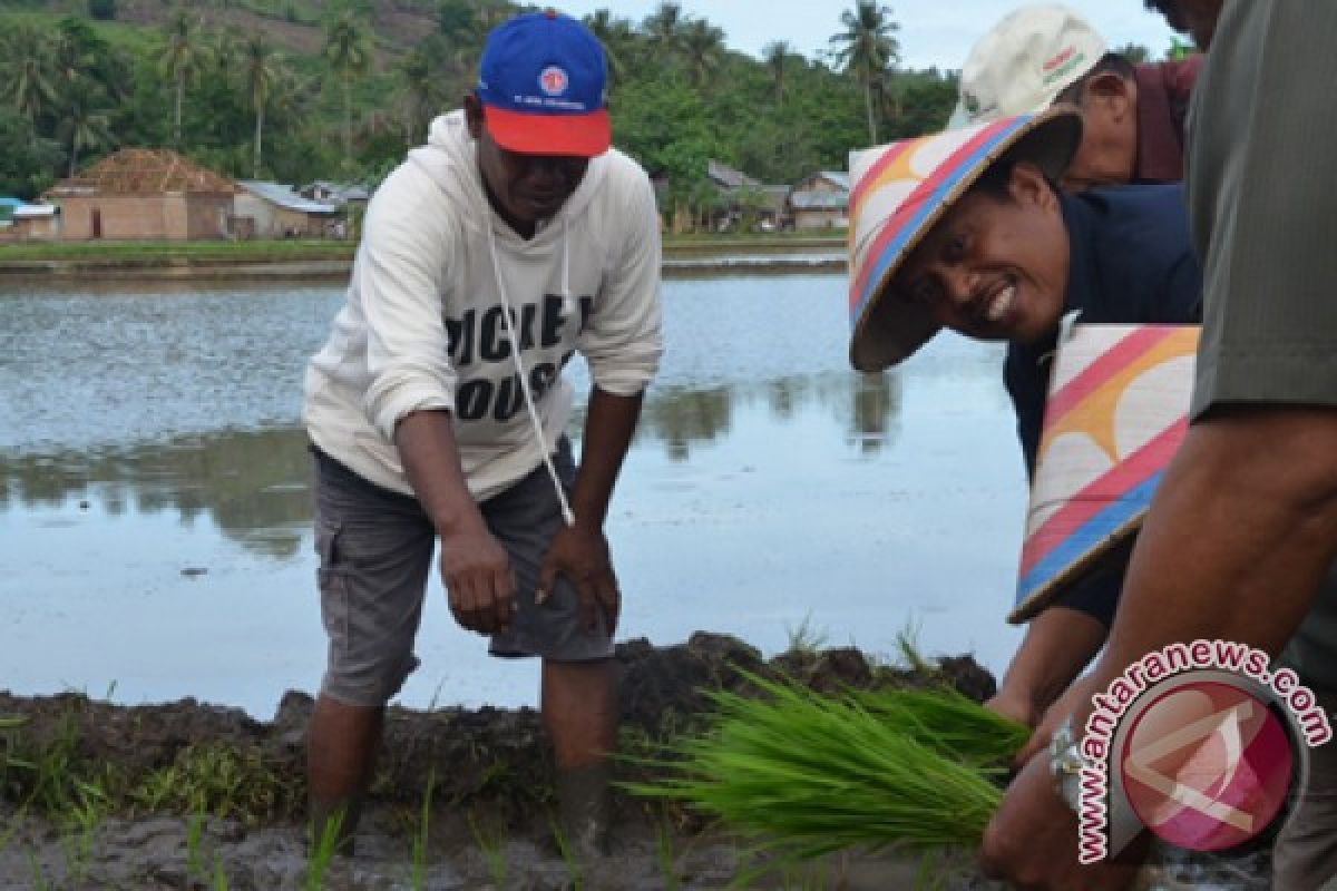 Wabup Optimistis Gorontalo Utara Surplus Beras 