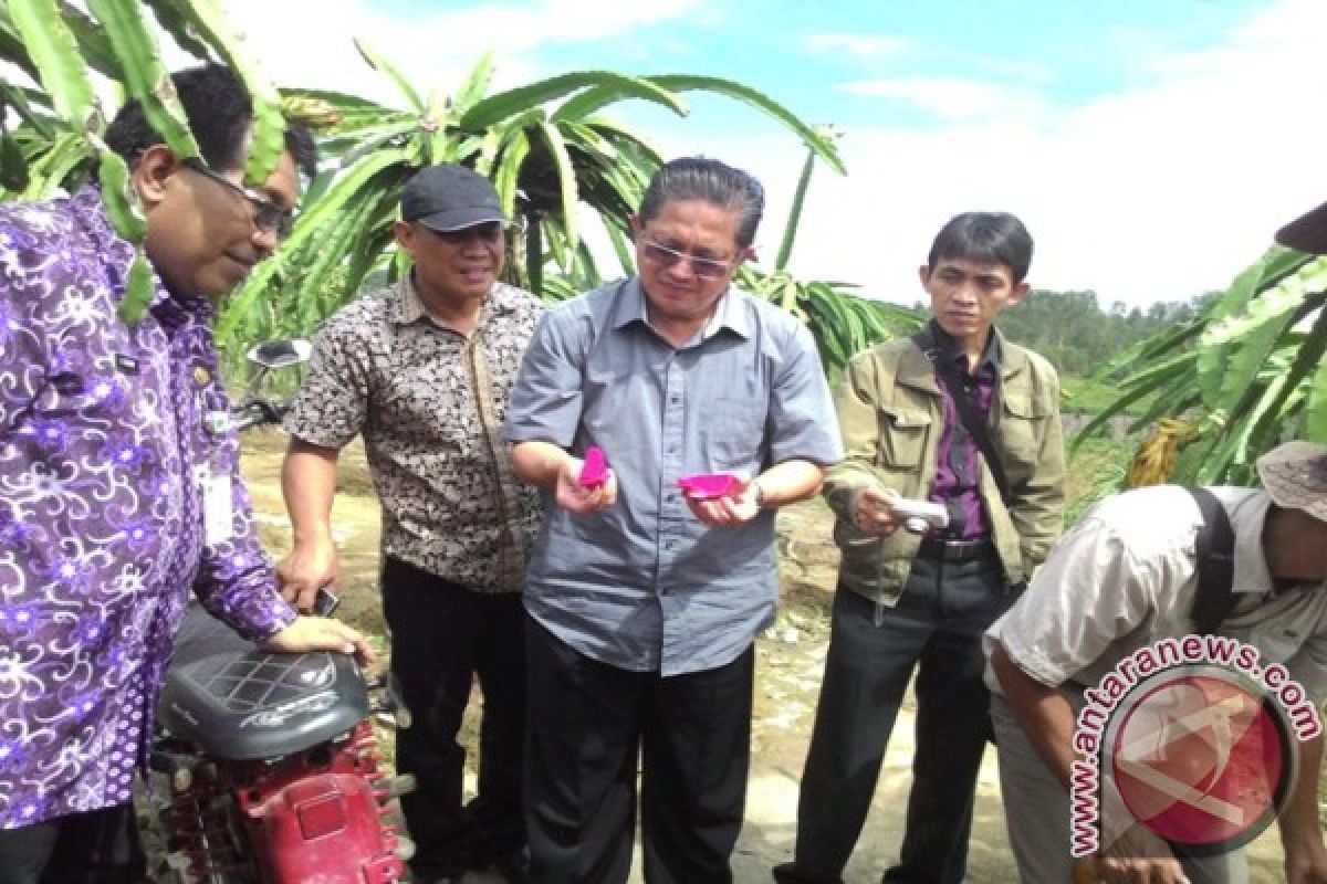 Kaltim Jadi Pusat Produksi Buah Naga Indonesia 