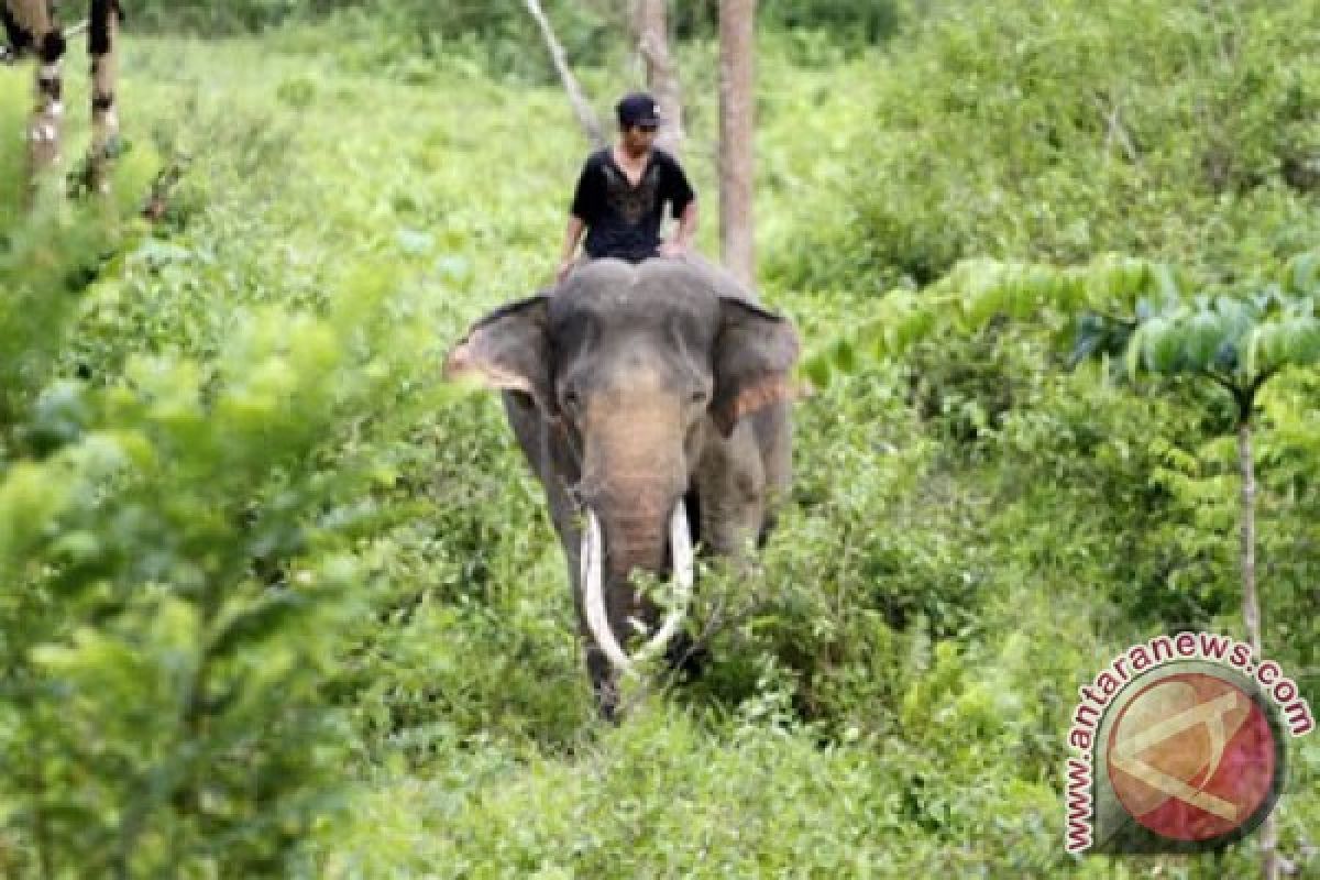 Antisipasi gajah liar,  pendirian ERU di Lampung Barat mendapat dukungan pemerintah