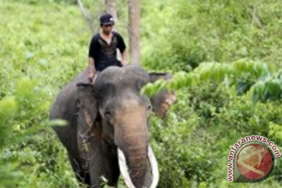 Masyarakat diminta TNBBS tidak sembarangan mengusir gajah