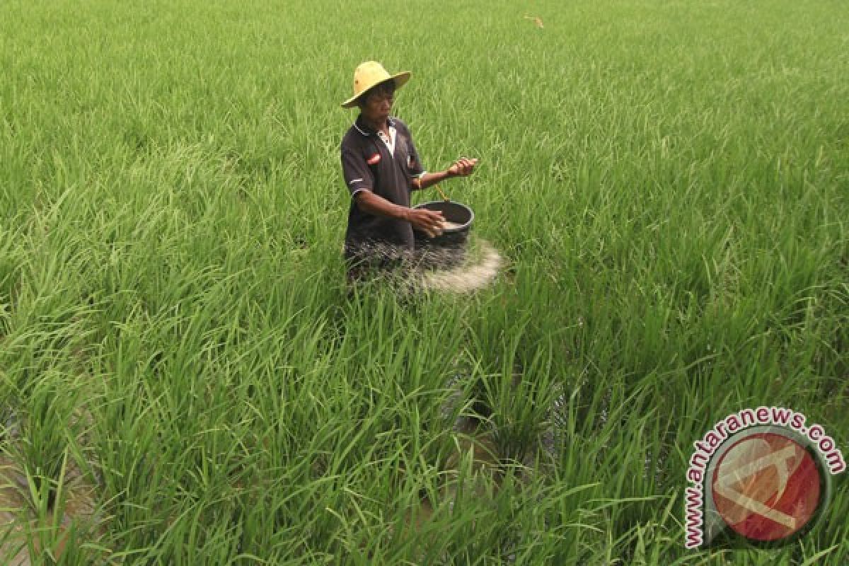 Gorontalo Utara akan kembangkan padi Ponelo Harum
