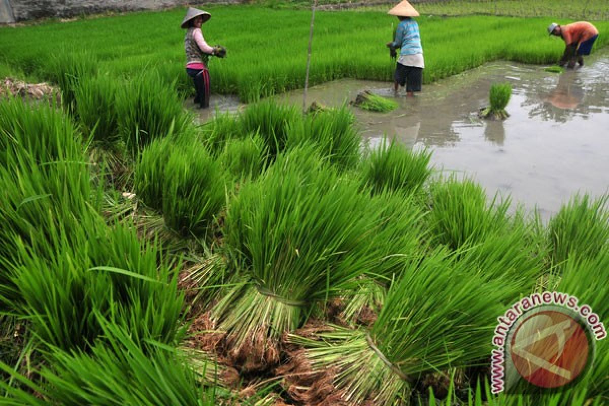 Keuntungan tanam padi sawah Rp4,5 juta/hektare