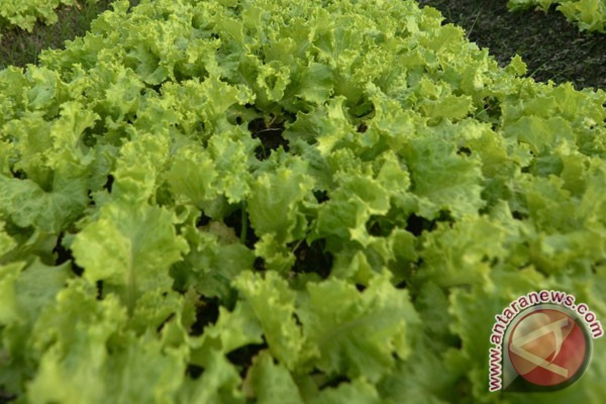 Wabah e.coli selada romaine tewaskan satu warga AS