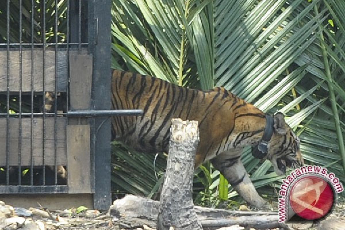 Meru Betiri akan dipasang puluhan video pemantau harimau Jawa
