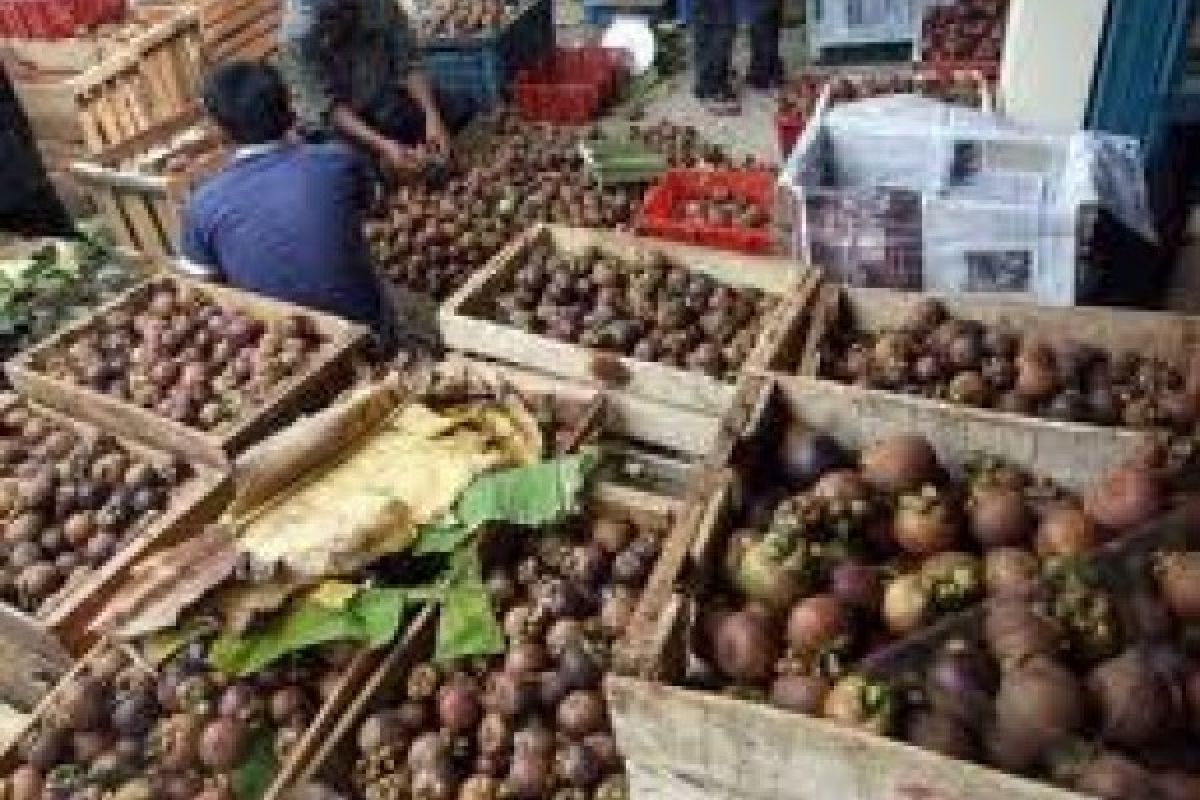 Tambah luas kebun, Sumbar targetkan produksi manggis 80 ribu ton per tahun