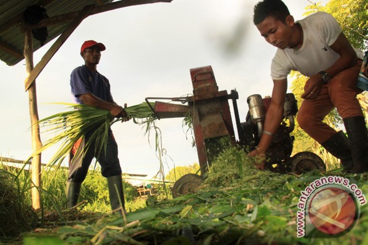 Pengelahan pakan di Aceh Barat kesulitan bahan baku