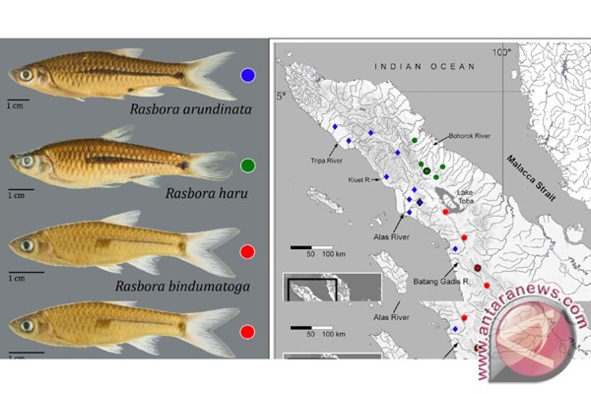 Mengapa ikan bisa melihat di air keruh?