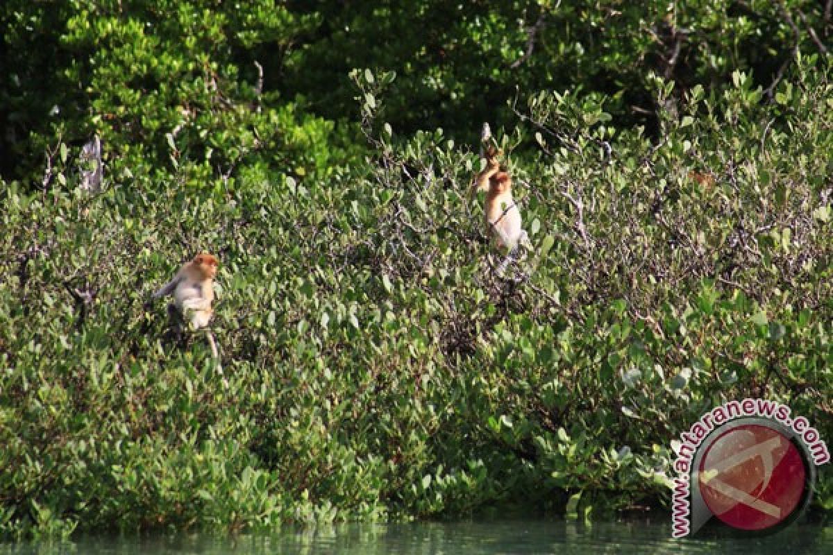 Ekowisata Berau diyakini mampu dongkrak Parekraf penyangga IKN