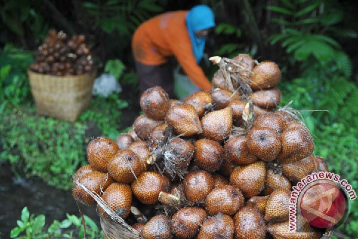 Petani salak di Karangasem Bali panen raya