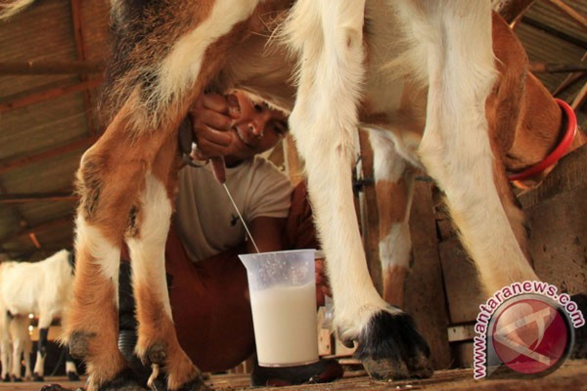 Minum susu kambing untuk kesehatan