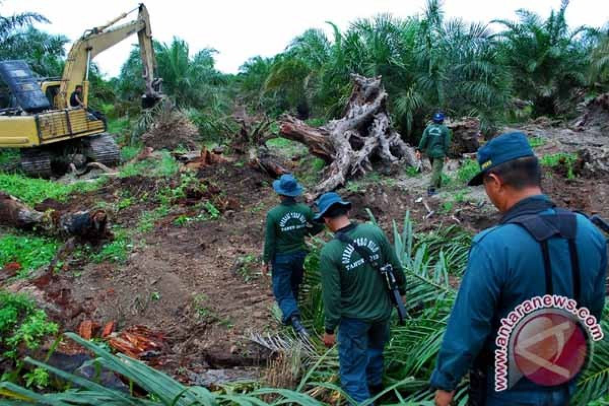 Pakar: pembukaan hutan untuk sawit sebaiknya dihentikan 