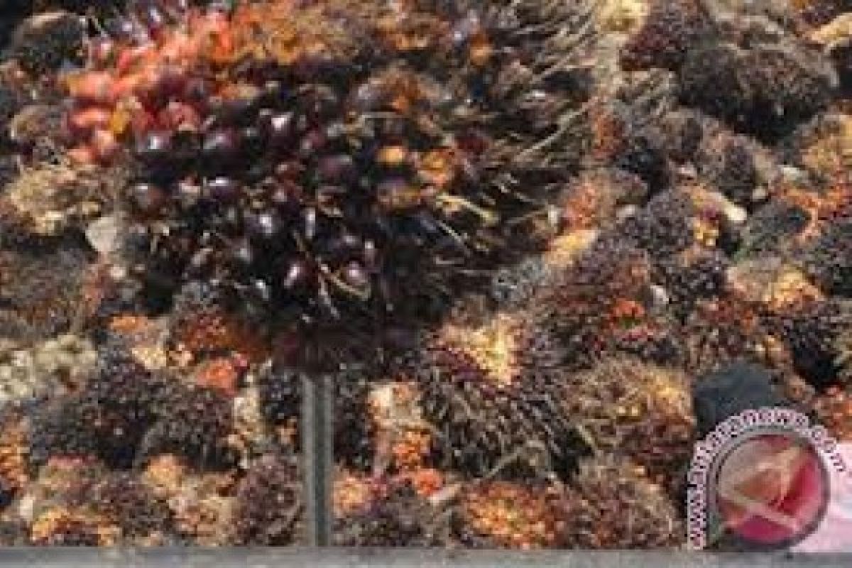 Harga TBS kelapa sawit di Pesisir Selatan anjlok ke Rp600 per kilogram