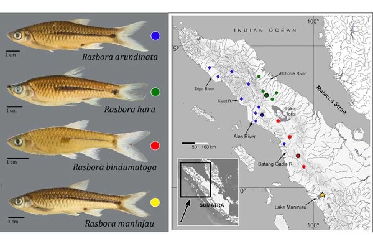 Empat spesies baru ikan Rasbora diidentifikasi di Sumatera