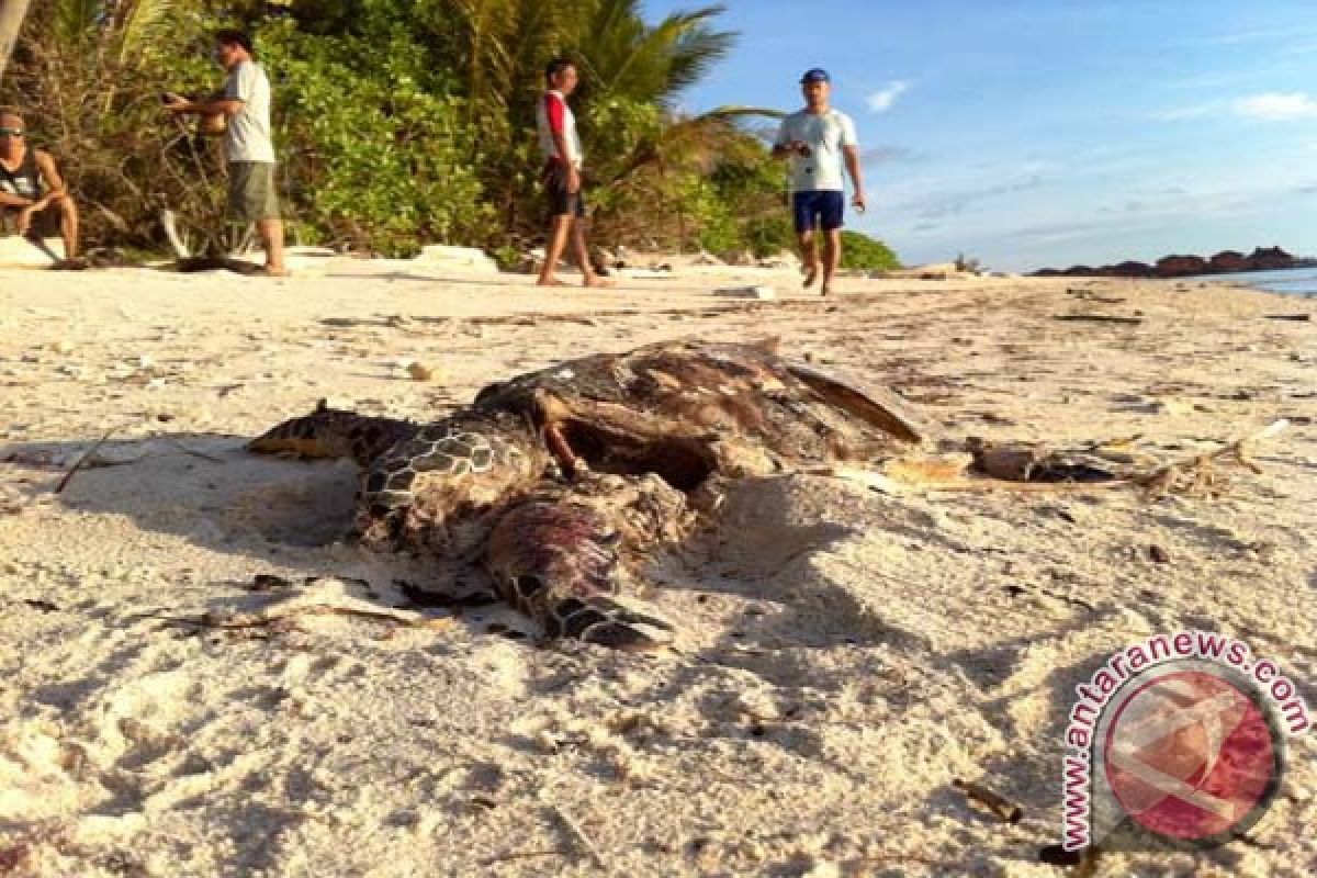 Plastik ditemukan di perut penyu mati di Bali