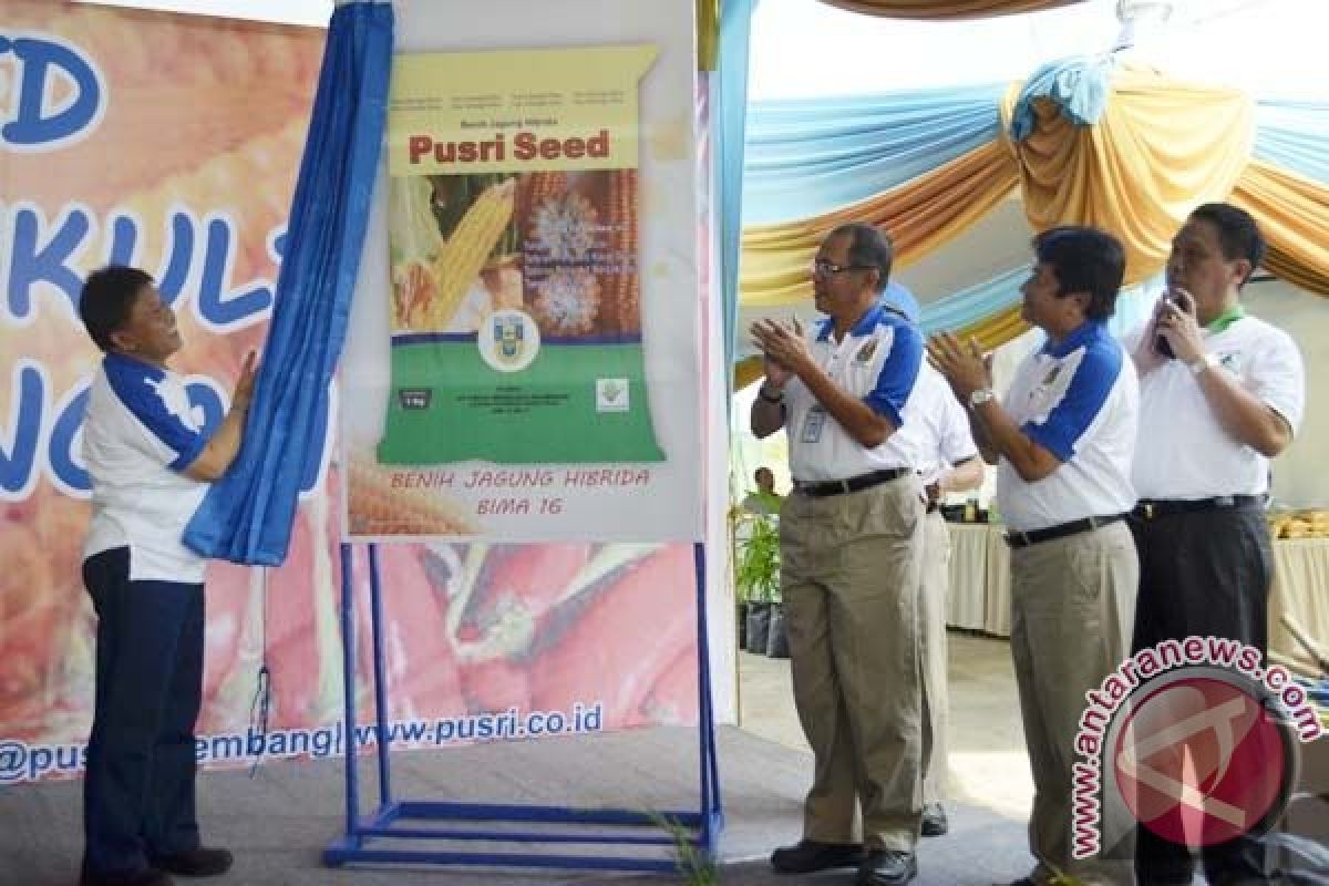 PT Pusri luncurkan benih jagung "Bima 16"