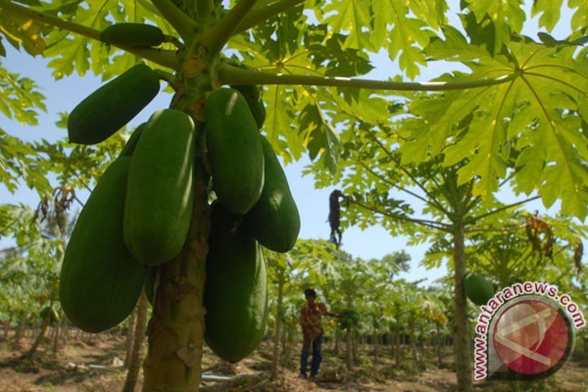 Petani Kulon Progo panen pepaya California