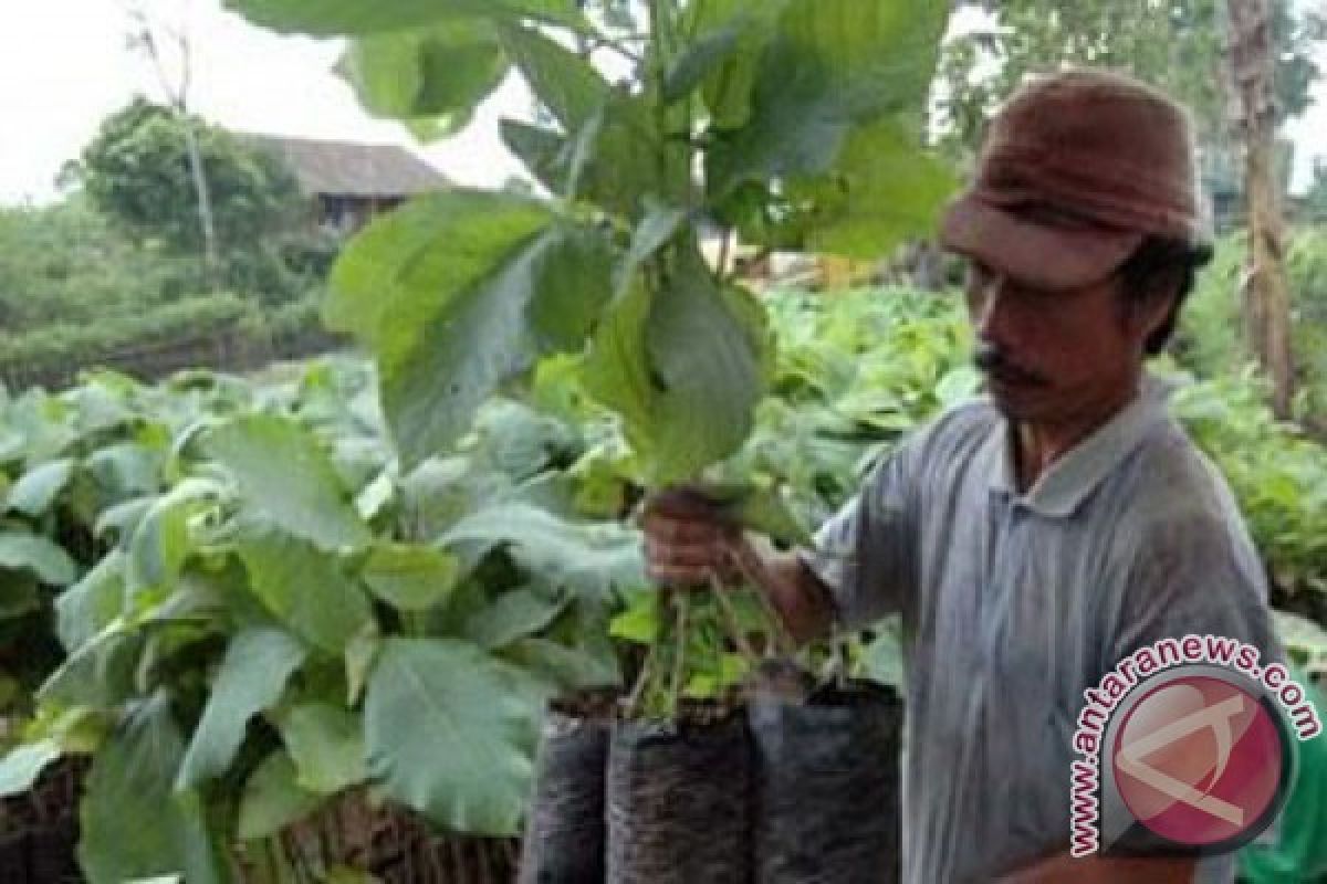 UGM bagikan bibit unggul jati kepada petani 