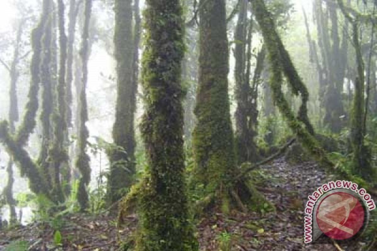 Barut Usulkan Gunung Lumut Jadi Taman Nasional 