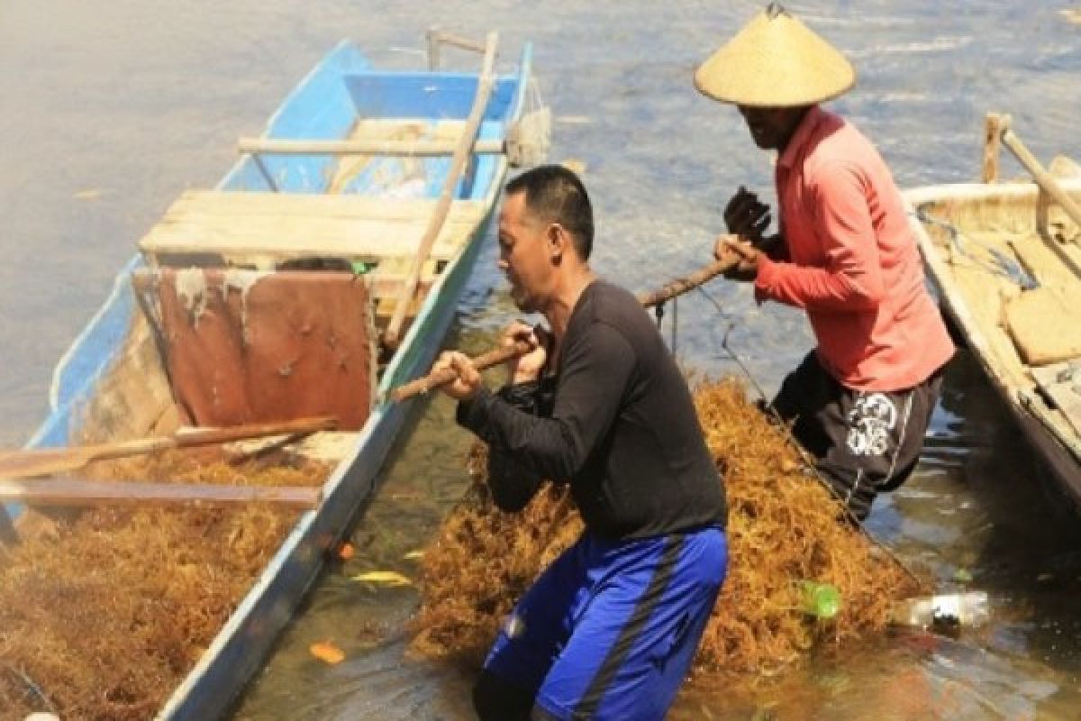 Penyakit "Ice-Ice" Menyerang Rumput Laut Petani 