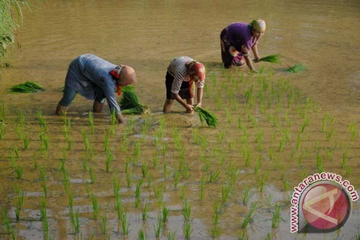 Presiden rancang pembelian gabah langsung ke petani