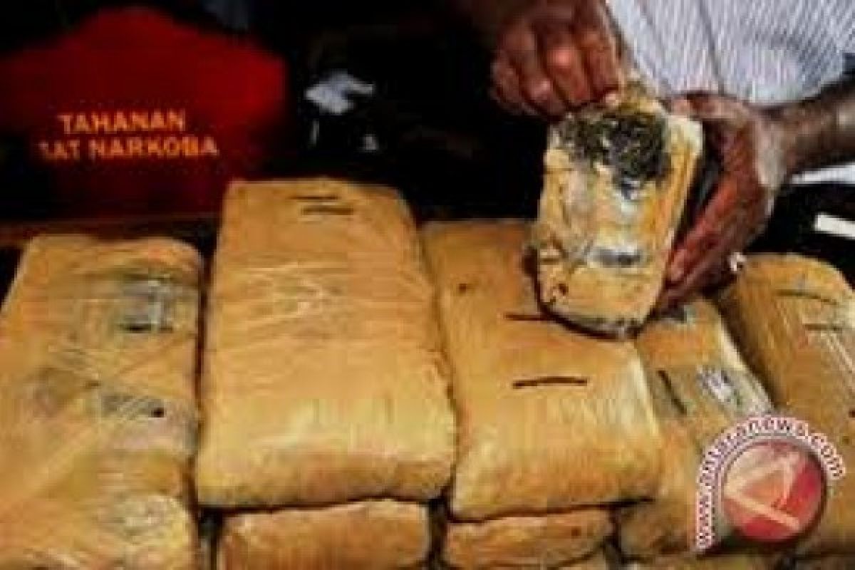 Polres Agam Tangkap Pemilik 16 Kg Ganja