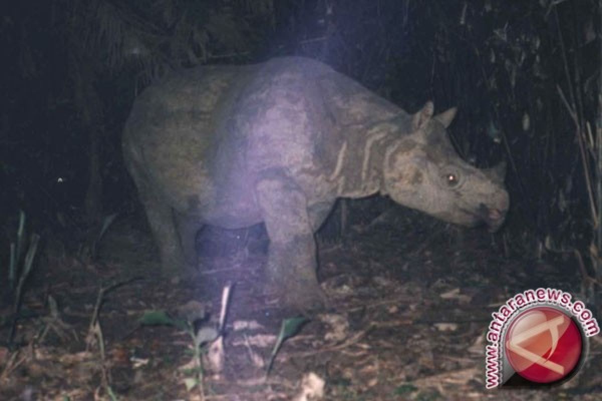 Cikepuh Akan Jadi Habitat Kedua Badak Bercula Satu