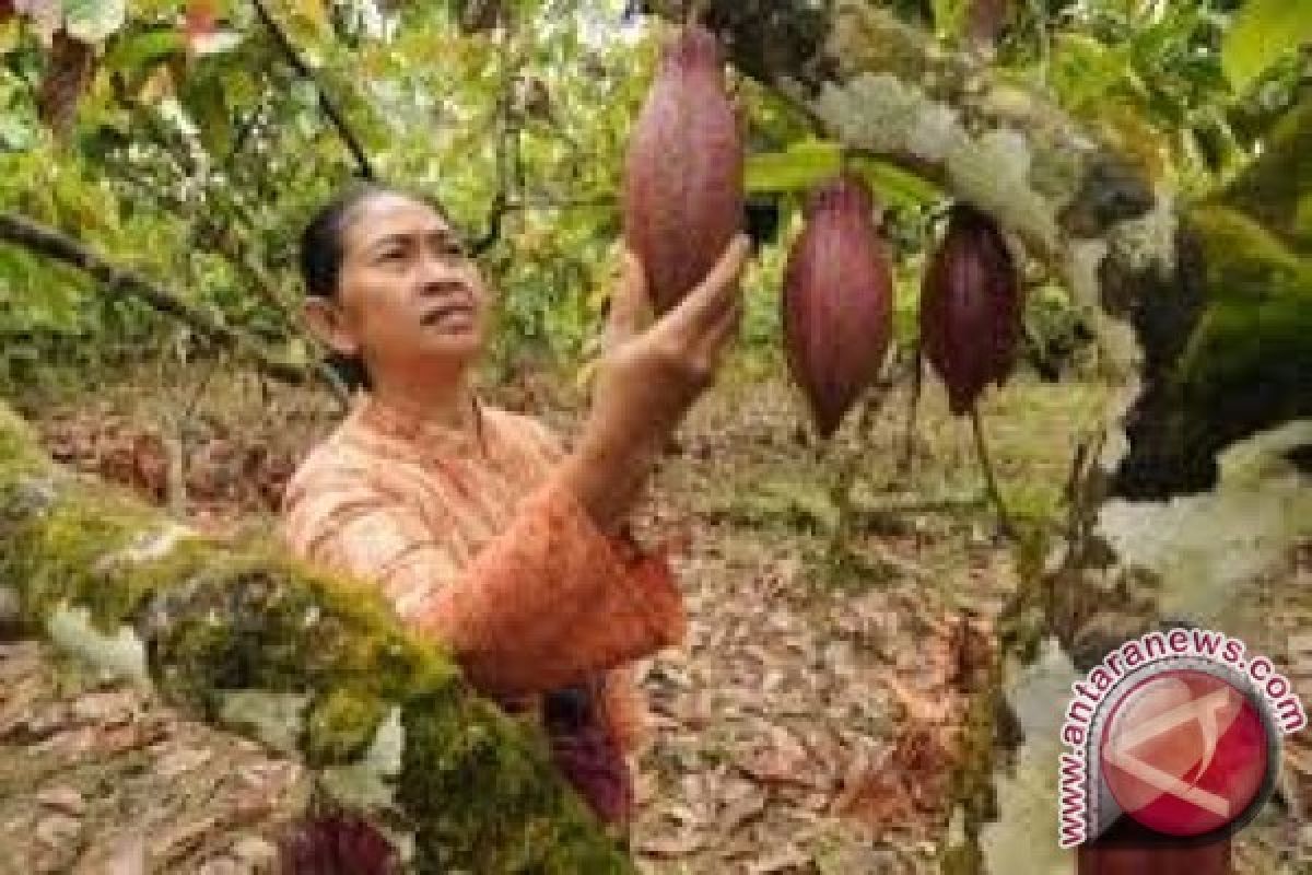 Petani Sulteng masih bertumpu pada komoditas kakao