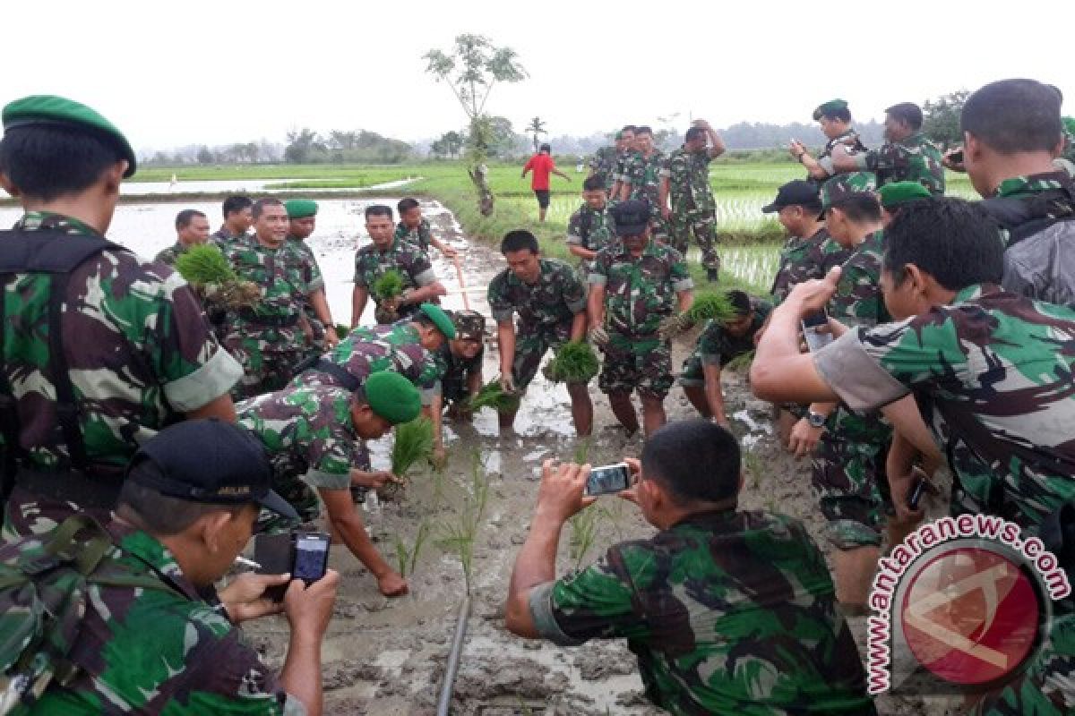 BPTP Aceh Latih TNI Tanam Padi Sistem Legowo