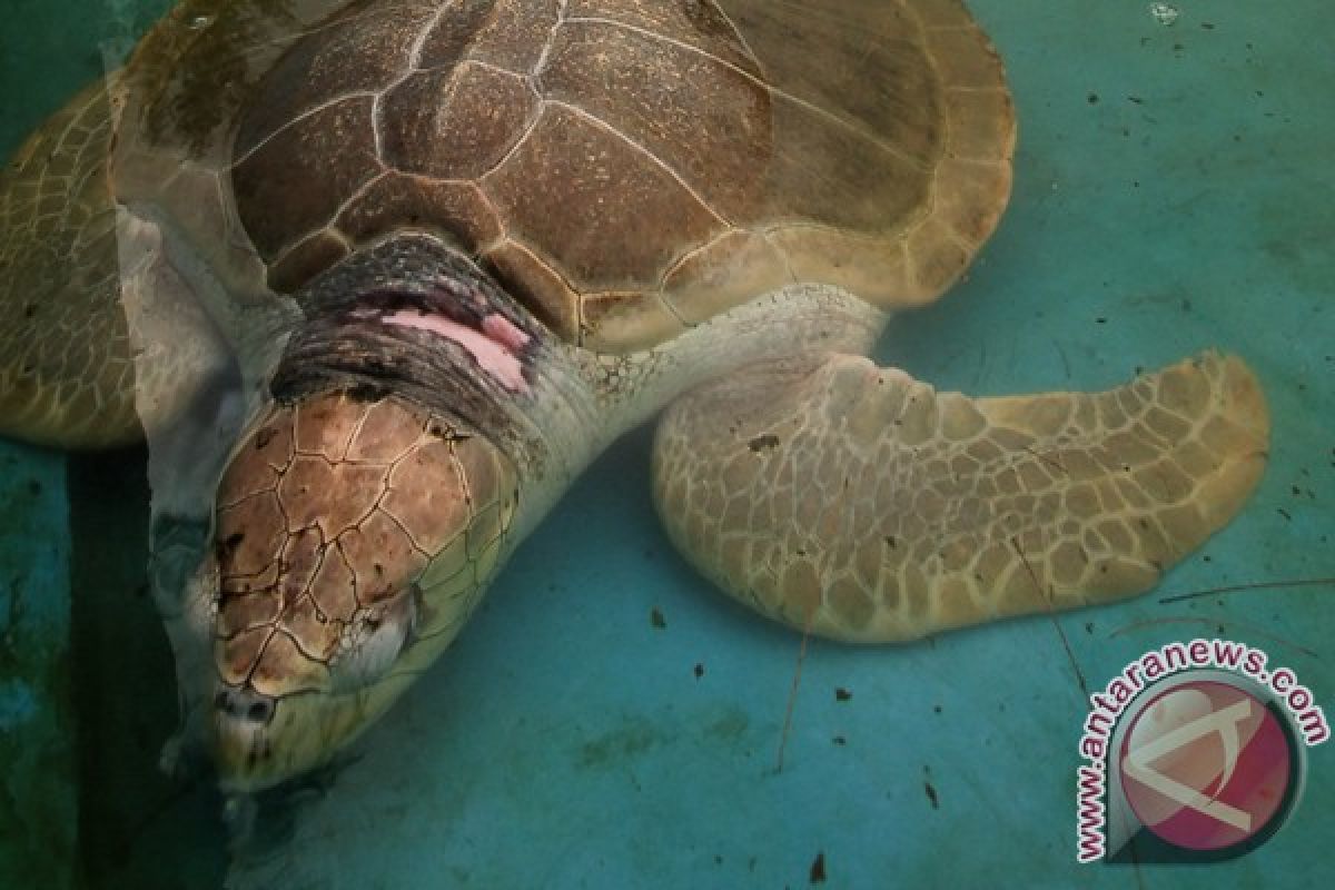 Komunitas "Jarum Pentul" jaga kelestarian penyu pantai selatan Jawa