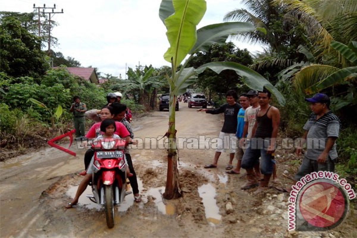 Warga Kaladan Buntok Tanam Pohon Di Tengah Jalan