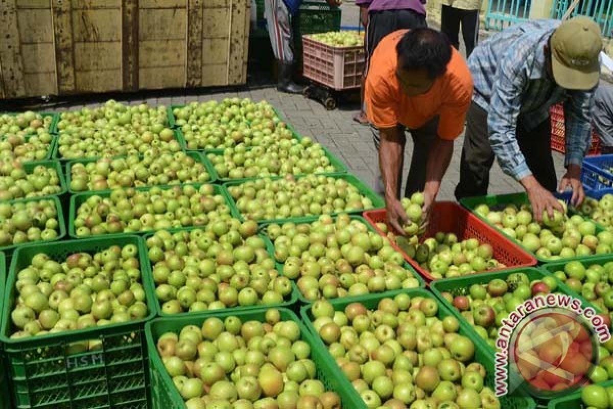 Pakar : waspadai perkembangan bakteri pada apel