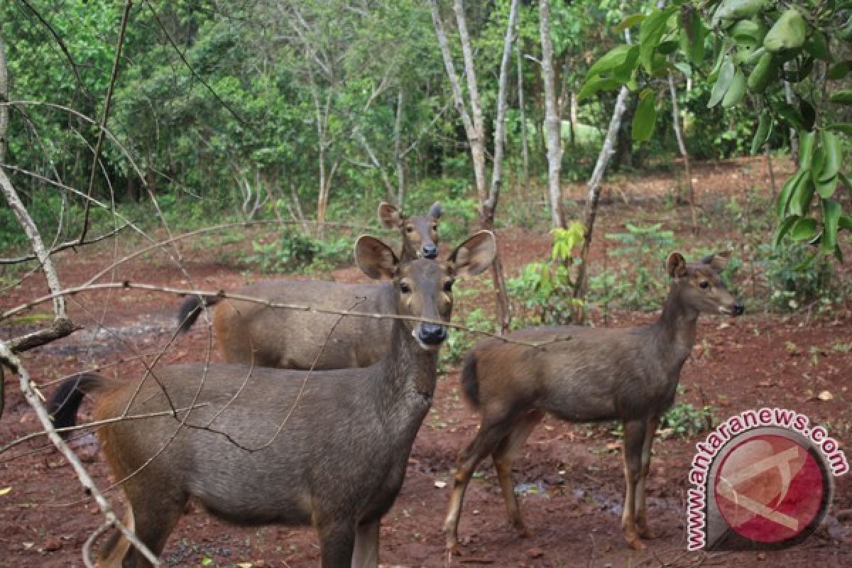 Tahura Successfull in Breeding Sambar Deer